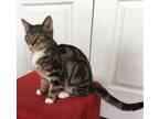 Adopt Crocus (Lap Cat!) a Domestic Short Hair