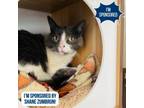 Adopt Candace a Domestic Short Hair