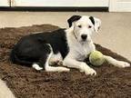 Adopt Molly a Border Collie, Schnauzer