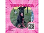 Adopt Veronica a Black Labrador Retriever, Shepherd