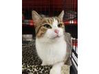 Adopt Latuna a Domestic Short Hair