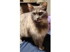 Adopt Gorgeous Griselda a Dilute Tortoiseshell