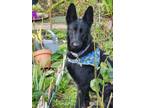 Adopt Georgia a German Shepherd Dog