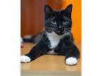 Adopt Sora a Domestic Short Hair