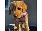 Goldendoodle Puppy for sale in Turlock, CA, USA