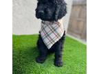 Goldendoodle Puppy for sale in Turlock, CA, USA