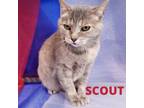 Adopt Scout a American Shorthair