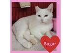 Adopt Sugar a American Shorthair