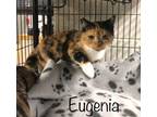 Adopt Eugenia a Domestic Short Hair