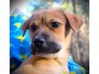 Adopt Santana a Labrador Retriever, Hound