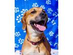 Adopt Lucy a Retriever, Mixed Breed