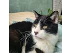 Adopt Clay a Tuxedo, Domestic Short Hair