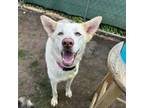 Adopt Debbie a Husky