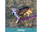 Adopt Daisy a Mixed Breed