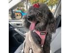 Adopt Trixie a Poodle