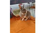 Adopt Nikki a Bunny Rabbit