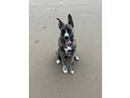 Adopt Izzy a Border Collie, Shepherd