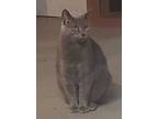 Adopt Queenie a Domestic Short Hair