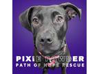 Adopt Pixie Powder a Labrador Retriever
