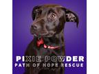 Adopt Pixie Powder a Labrador Retriever