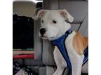Adopt Lucy a American Staffordshire Terrier, Pit Bull Terrier