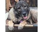 Adopt Lavender a German Shepherd Dog