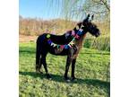 Adopt Betsy a Standardbred