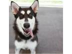 Adopt Khaleesi a Alaskan Malamute, Siberian Husky