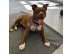 Adopt Maddie a Pit Bull Terrier, Mixed Breed