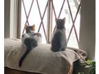 Adopt Greyson (gray) & Trixie (white & gray) a Domestic Short Hair