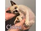 Adopt Chica a Siamese, Snowshoe