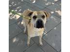 Adopt Shauntel a Shar-Pei, Mixed Breed