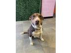 Adopt Mara Jade* a Bull Terrier, Mixed Breed