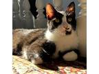 Adopt Valero a Domestic Short Hair