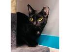 Adopt Bobbi a American Shorthair