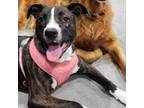 Adopt Cinnamon a American Staffordshire Terrier, Labrador Retriever