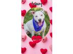 Adopt Lacey a Dogo Argentino, Terrier