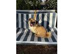 Adopt Rice cake a Border Terrier