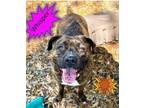 Adopt Whisper a Bullmastiff