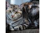 Adopt Flora a American Shorthair