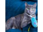 Adopt Janice a American Shorthair