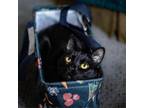 Adopt Imani a American Shorthair