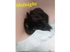 Adopt Midnight a Domestic Medium Hair