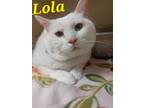 Adopt Lola a Domestic Short Hair