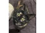 Adopt Summer a Domestic Short Hair