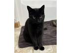 Adopt Autumn a Domestic Short Hair