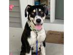 Adopt Tesla a Australian Cattle Dog / Blue Heeler, Australian Shepherd