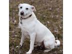 Adopt Sunkissed a Labrador Retriever