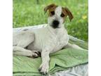 Adopt Love Is In The A.I.R Litter : Prema a Mixed Breed