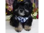 Maltipoo Puppy for sale in Mountain Grove, MO, USA